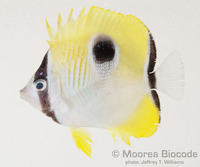 : Chaetodon unimaculatus