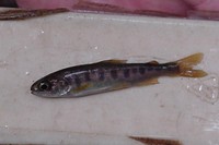 : Oncorhynchus kisutch; Coho Salmon
