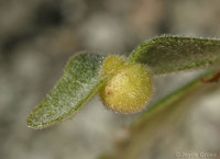 : Andricus atrimentus; Striped Volcano Gall Wasp;