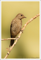 : Sialia mexicana; Western Bluebird