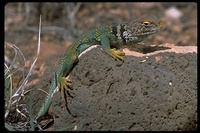 : Crotaphytus collaris; Common Collared Lizard