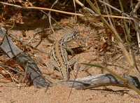 : Ctenophorus maculatus; Spotted Military Dragon