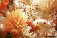 : Diaulula sandiegensis; San Diego Dorid Nudibranch