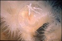 : Metridium senile; White Plumose Anemone