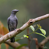 Bar-bellied Cuckoo-shrike (Female) Scientific name - Coracina striata striata