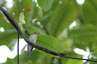 ????Grey-streaked Flycatcher (Muscicapa griseisticta)??