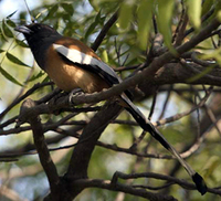 Rufous Treepie