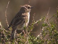 Koslov's Accentor. (little) Khar us nuur, 3 June.