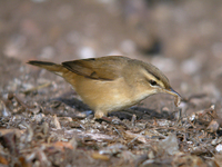 쇠개개비 Acrocephalus bistrigiceps | black-browed reed warbler