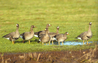 Greenland White-fronted Geese Anser albifrons flavirostris Wexford North Slob, A.J. Walsh