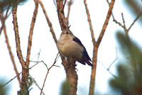 Purple-backed Starling » Sturnus sturninus