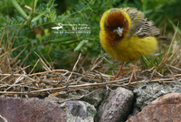 붉은머리멧새 / Red-headed Bunting | 멧새과   | 참새목