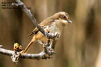 검은뺨딱새 Grey Bushchat (서산, 2006. 4. 8)