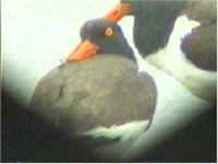 Loafing Oystercatchers