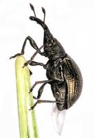 Aspidapion aeneum