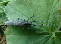 Agapanthia villosoviridescens var. acutipennis