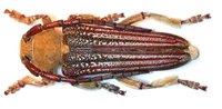 Mallosia scovitzi scovitzi