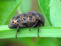 Gymnetis chalcipes