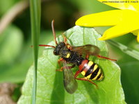 Nomada fucata