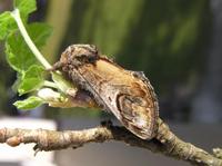 Notodonta ziczac - Pebble Prominent