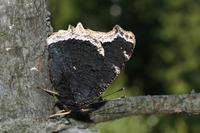 Nymphalis antiopa - Camberwell Beauty