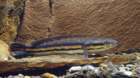 Channa micropeltes, Giant snakehead: fisheries, aquaculture, gamefish, aquarium
