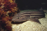 Poroderma africanum, Striped catshark: fisheries, gamefish