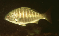 Hermosilla azurea, Zebra-perch sea chub: