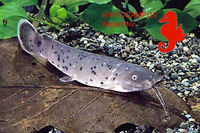 Malapterurus microstoma, Smallmouth electric catfish: fisheries, aquarium