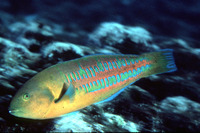 Thalassoma trilobatum, Christmas wrasse: fisheries, aquarium