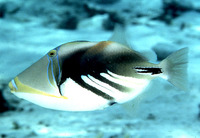 Rhinecanthus aculeatus, Blackbar triggerfish: fisheries, aquarium