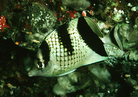 Chaetodon argentatus, Asian butterflyfish: fisheries, aquarium