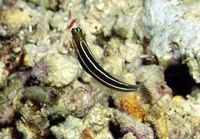 Ecsenius lineatus, Linear blenny: