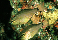 Apogon notatus, Spotnape cardinalfish: