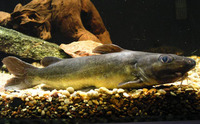 Amarginops brachynema, Kibonde: fisheries