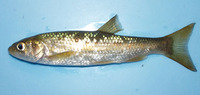 Squalius carolitertii, Bordallo: