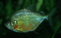 Catoprion mento, Wimple piranha: fisheries, aquarium
