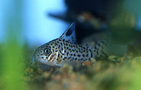 Corydoras acrensis, Acre corydoras: aquarium