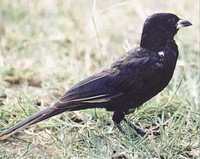 White-billed Buffalo-Weaver, Bubalornis albirostris