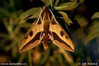 Hyles euphorbiae - Spurge Hawk-moth