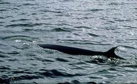 Image of: Balaenoptera edeni (Bryde's whale)