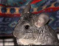 Image of: Chinchilla lanigera (chinchilla)