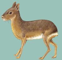 Image of: Dolichotis patagonum (Patagonian mara)