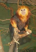 Image of: Leontopithecus chrysomelas (golden-headed lion tamarin)