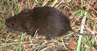 Image of: Microtus pennsylvanicus (meadow vole)