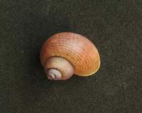 Pomatias rivularis