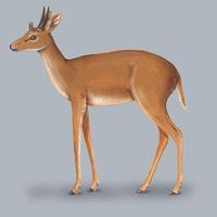 Image of: Tetracerus quadricornis (four-horned antelope)
