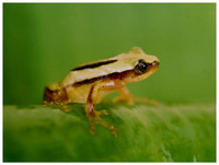 Afrixalus enseticola
