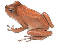 Image of: Eleutherodactylus jasperi (golden coqui)