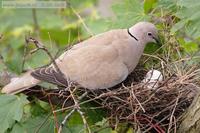 Streptopelia decaocto - Collared Dove